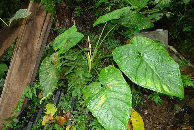 Xanthosoma hylaeae
