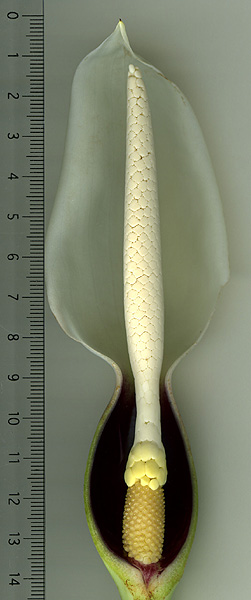 Xanthosoma hylaeae