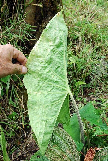 Xanthosoma jaramilloi