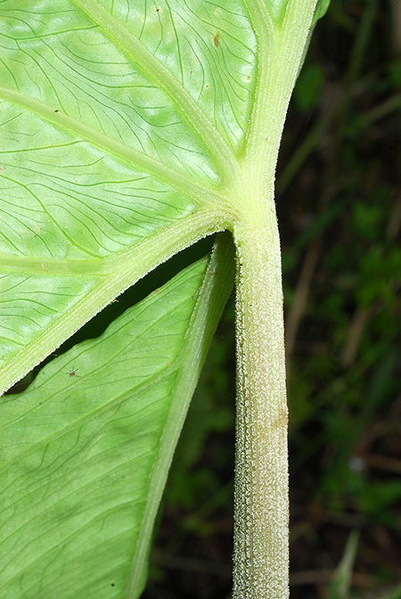 Xanthosoma jaramilloi