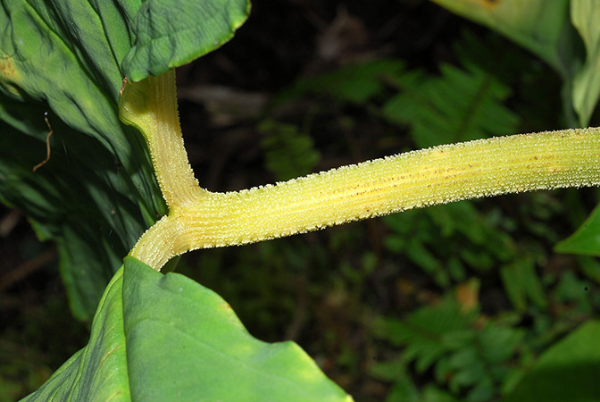 Xanthosoma jaramilloi