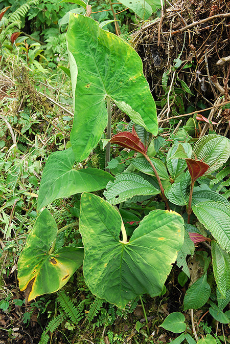 Xanthosoma jaramilloi