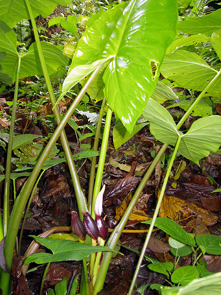 Xanthosoma maximiliani