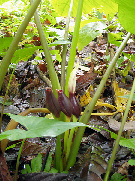 Xanthosoma maximiliani