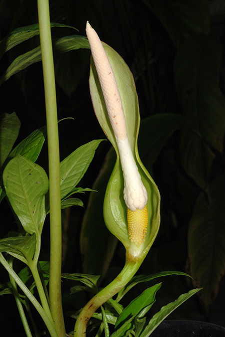 Xanthosoma latestigmatum