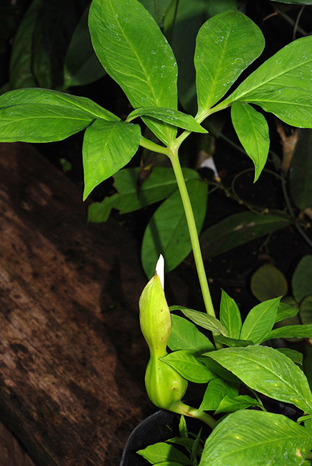Xanthosoma latestigmatum