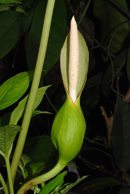 Xanthosoma latestigmatum