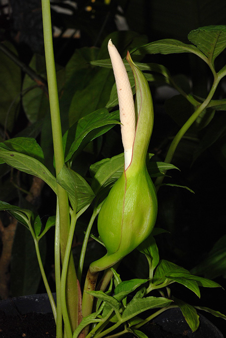 Xanthosoma latestigmatum