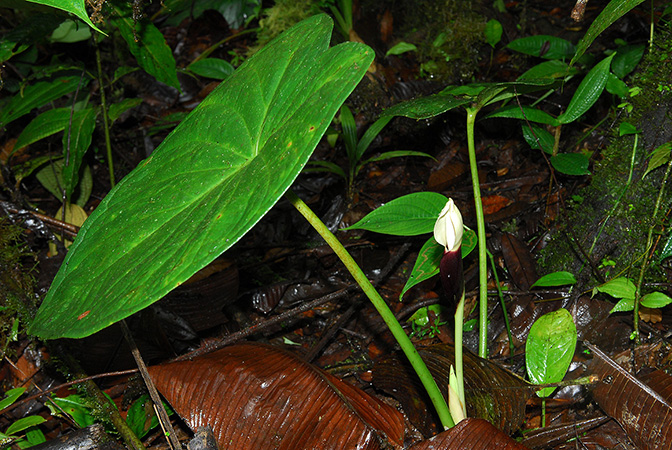 Xanthosoma mansellii