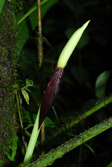 Xanthosoma mansellii