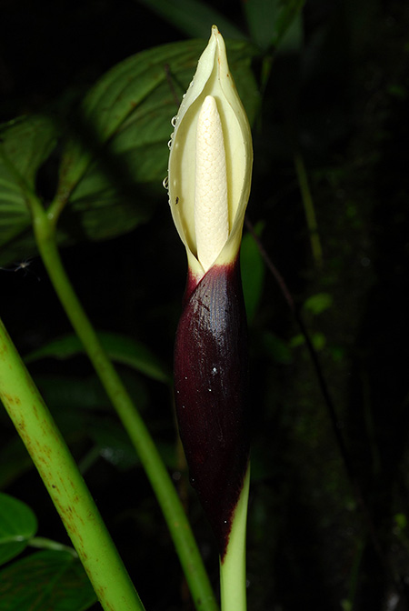 Xanthosoma mansellii