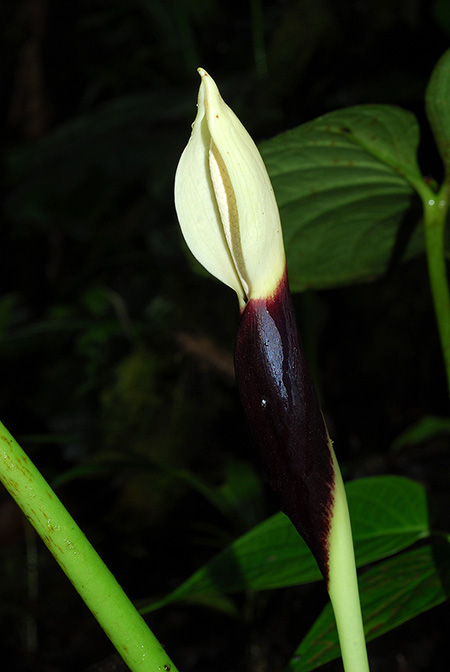 Xanthosoma mansellii