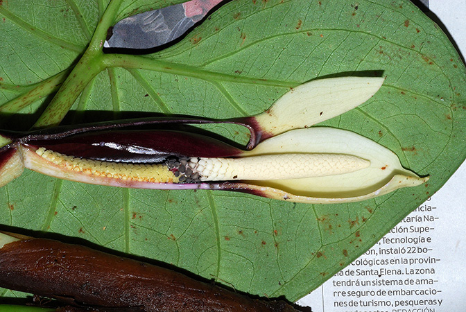Xanthosoma mansellii
