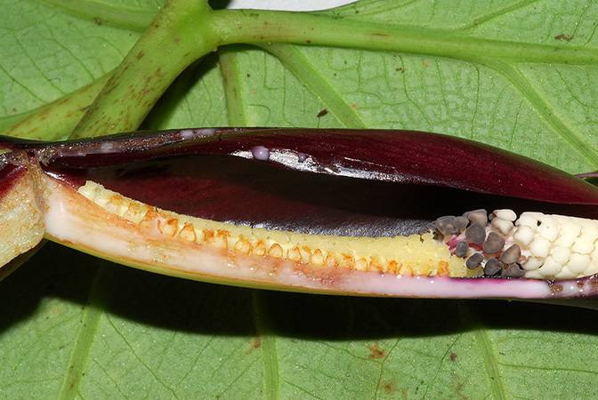 Xanthosoma mansellii