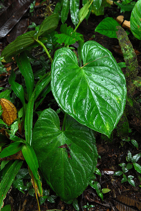 Xanthosoma mansellii