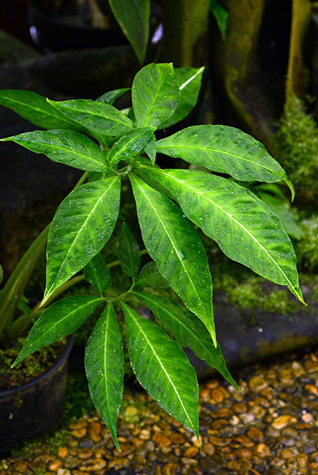 Xanthosoma mariae