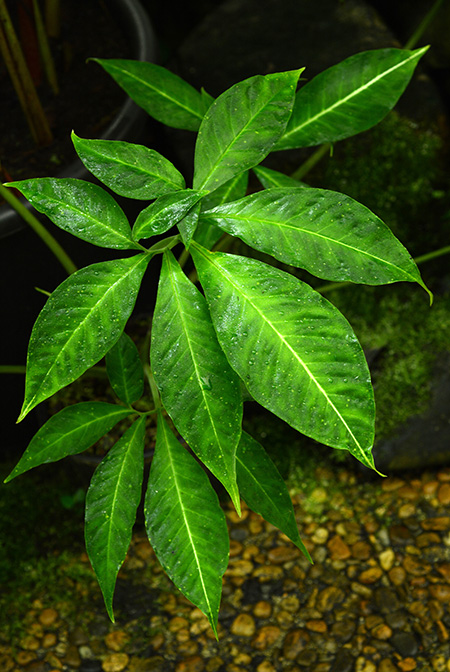 Xanthosoma mariae
