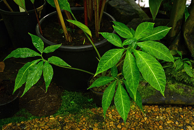 Xanthosoma mariae