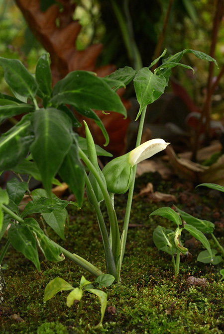 Xanthosoma mariae