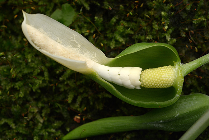 Xanthosoma mariae