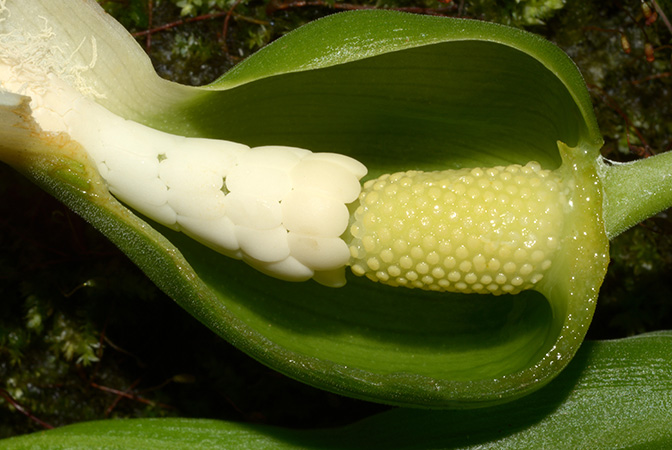 Xanthosoma mariae