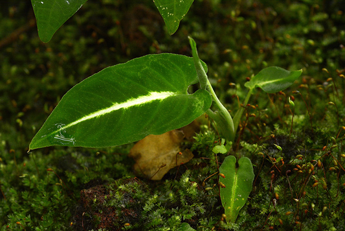 Xanthosoma mariae