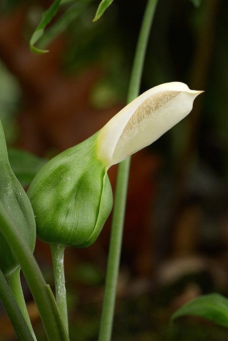 Xanthosoma mariae