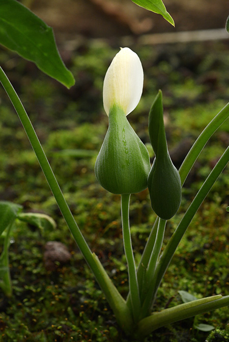 Xanthosoma mariae