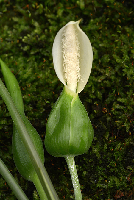 Xanthosoma mariae