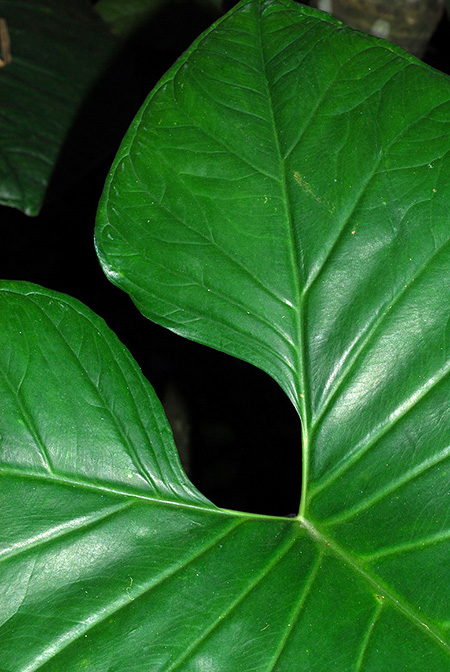 Xanthosoma mariquitense