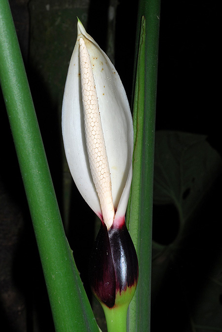 Xanthosoma mariquitense