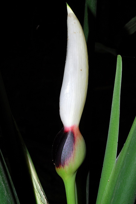 Xanthosoma mariquitense