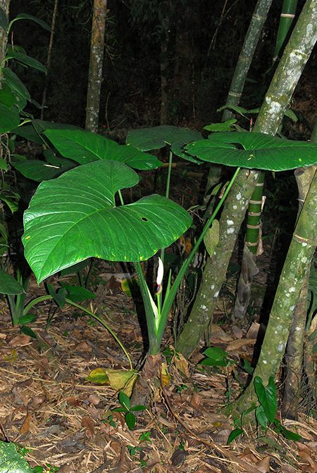 Xanthosoma mariquitense