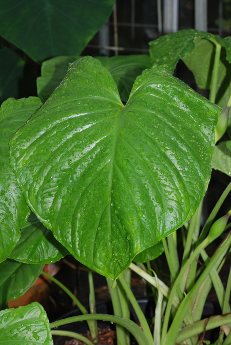 Xanthosoma mexicanum
