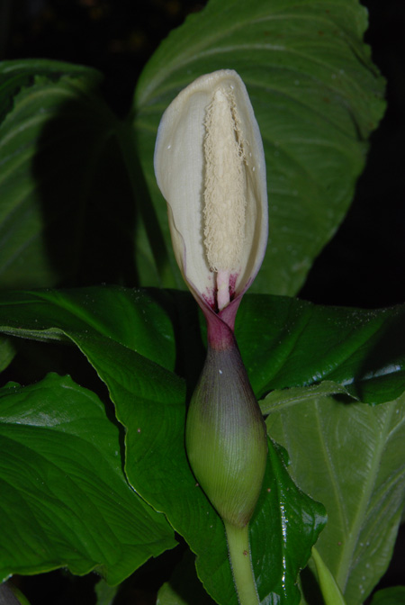 Xanthosoma mexicanum