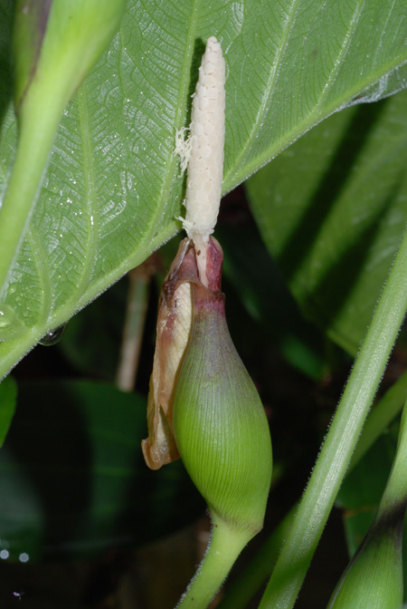 Xanthosoma mexicanum