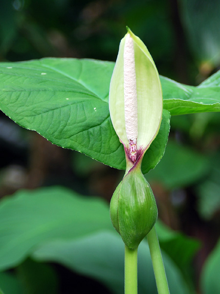 Xanthosoma mexicanum