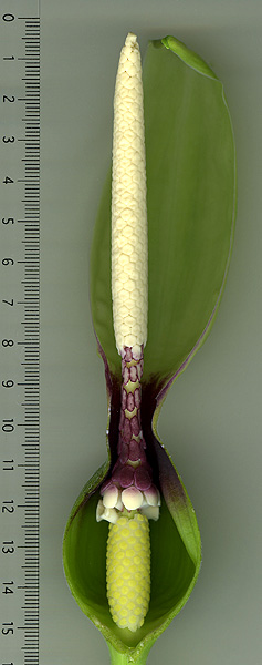 Xanthosoma mexicanum