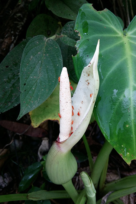 Xanthosoma nunezii