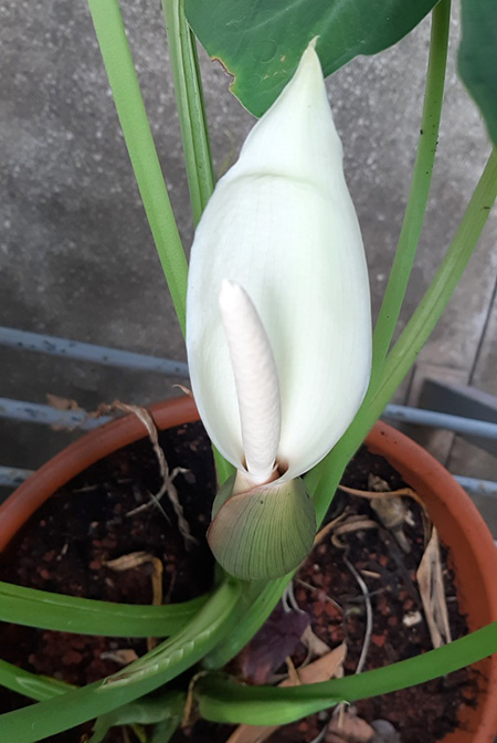 Xanthosoma nunezii