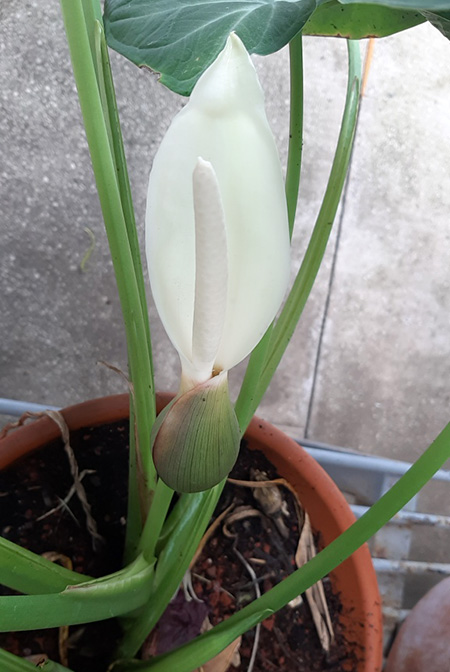 Xanthosoma nunezii