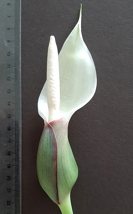 Xanthosoma nunezii