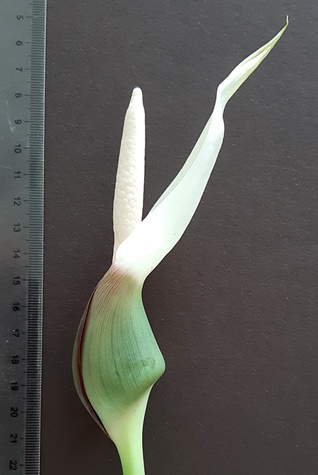 Xanthosoma nunezii