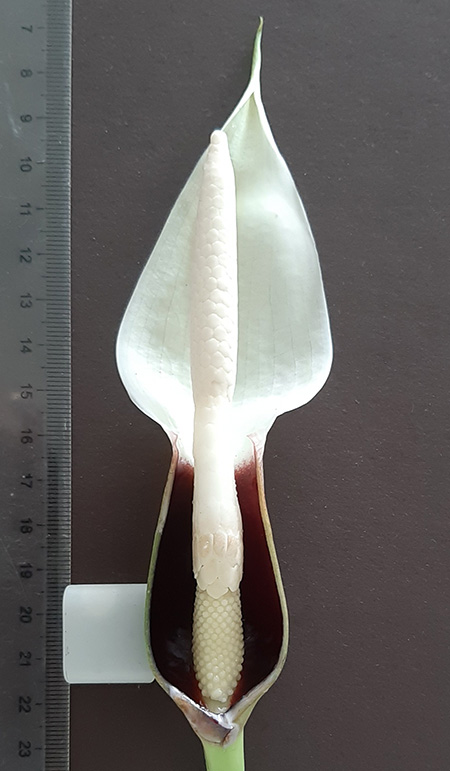 Xanthosoma nunezii