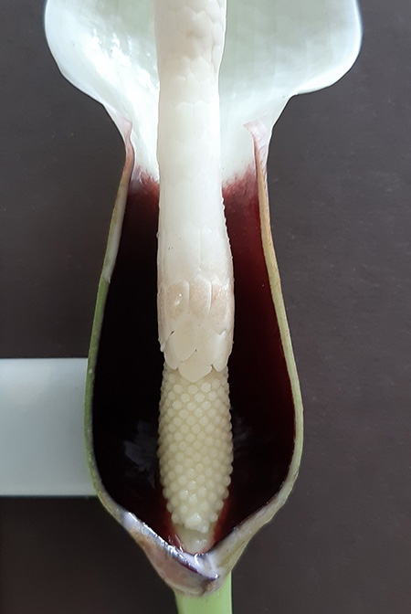 Xanthosoma nunezii