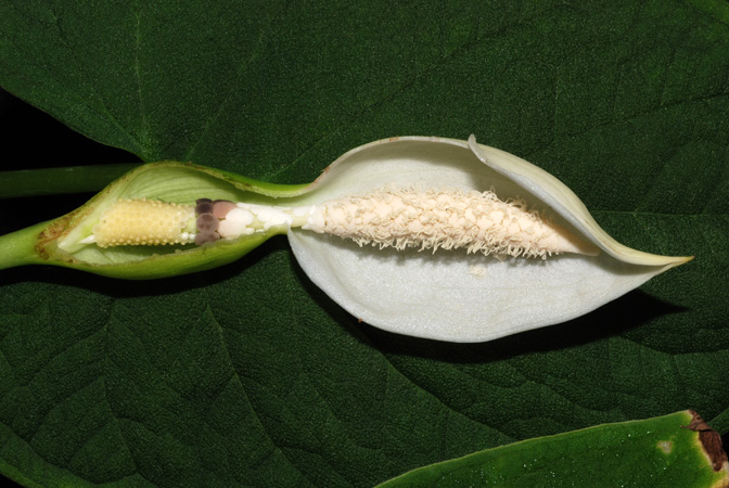 Xanthosoma piquambiense
