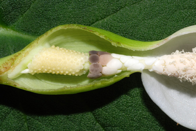 Xanthosoma piquambiense