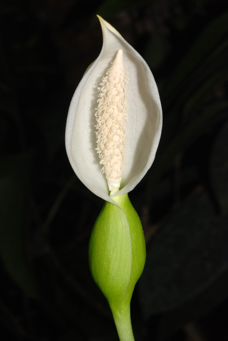 Xanthosoma piquambiense