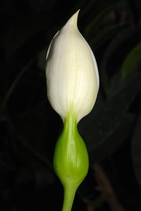 Xanthosoma piquambiense