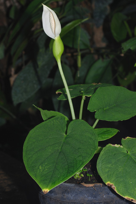 Xanthosoma piquambiense